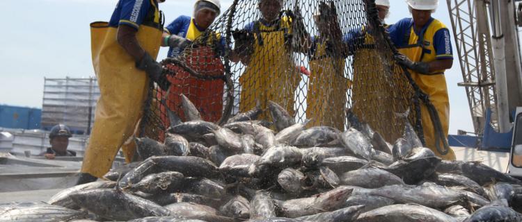El 2018 fue un gran año para la pesca peruana, ¿cómo será el 2019?