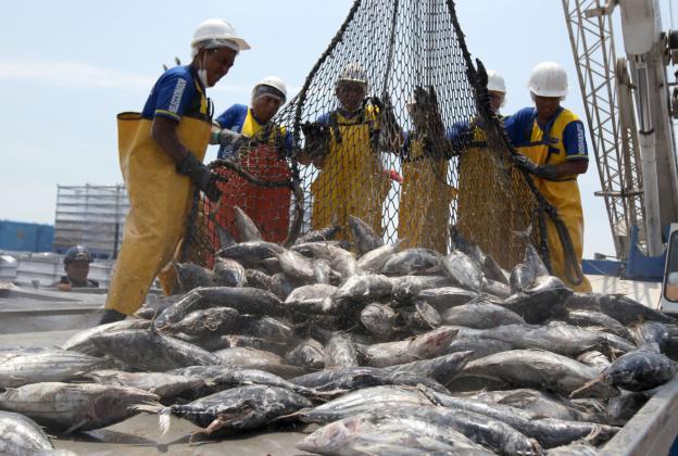 El 2018 fue un gran año para la pesca peruana, ¿cómo será el 2019?