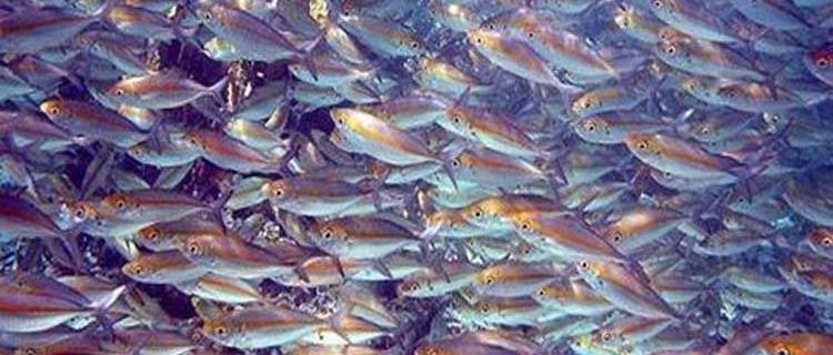 Veto sanitario: Brasil suspende exportaciones de pescado a la Unión Europea