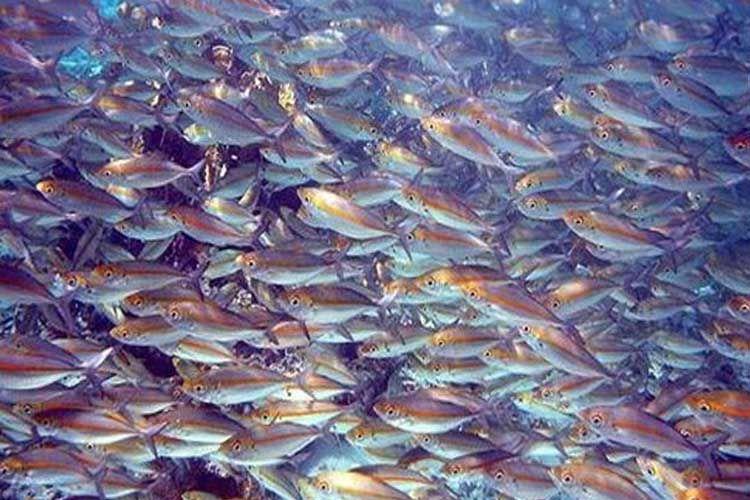 Veto sanitario: Brasil suspende exportaciones de pescado a la Unión Europea